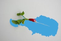 a radish growing out of a blue wall