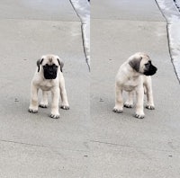 two pictures of a puppy standing on the sidewalk