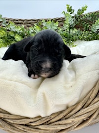 a black puppy is sleeping in a wicker basket