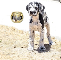 a black and white dalmatian puppy standing in the dirt