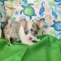 a small chihuahua puppy laying on a green blanket