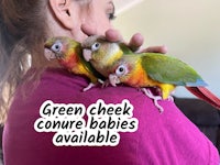 green check conure babies available