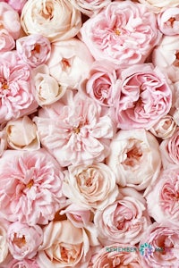 a close up image of pink roses