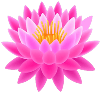 a pink lotus flower on a black background