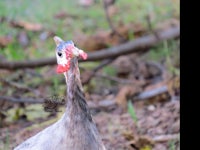 a turkey with a red beak standing in the woods
