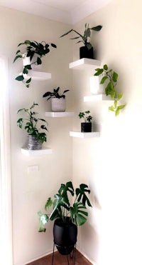 a room with several plants on shelves