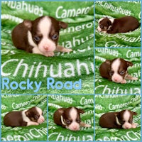 rocky road chihuahua puppies