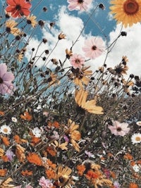 an image of a field of flowers with clouds in the background