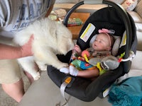 a baby is sitting in a car seat with a white dog