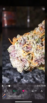 a picture of a marijuana plant on a phone screen