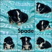 spade chihuahua puppies for sale