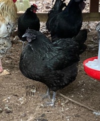 a group of black chickens standing next to each other