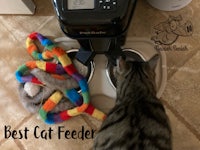 best cat feeder