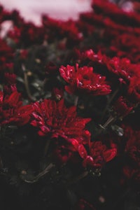 a close up of red flowers