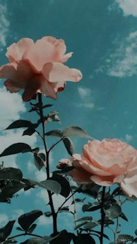 two pink roses in front of a blue sky