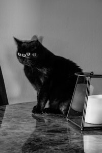 a black cat sitting on a table next to a lamp