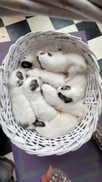 a group of puppies in a basket