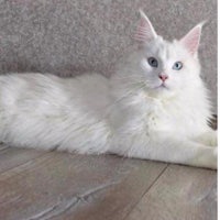 a white cat with blue eyes laying on a wooden floor