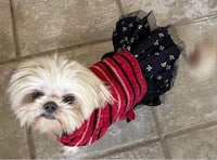 a small white dog wearing a red and black dress