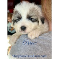 a white and brown puppy with the word aireau