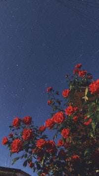 red roses under a starry sky