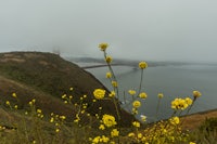 yellow flowers on a hill overlooking the golden gate bridge