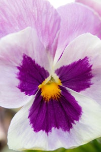 a close up of a purple and white pansy flower