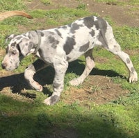 a black and white dalmatian puppy is running in the grass