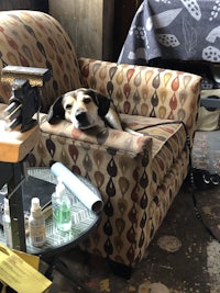 a dog laying on a chair in a room
