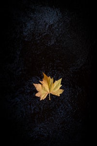 a single yellow leaf on a black background