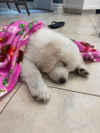 a white puppy sleeping on a pink blanket on the floor