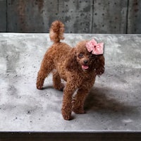 a brown poodle with a pink bow on its head