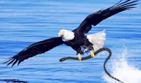 a bald eagle catches a snake in the water