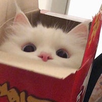 a white cat peeking out of a box
