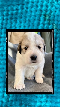 a white and brown puppy is sitting on a blue blanket