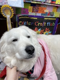 a white dog with a pink collar