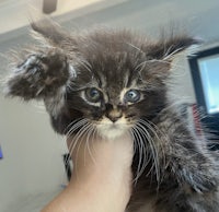 a kitten is being held up by a person's hand