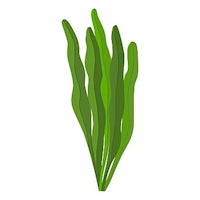 a green plant on a white background