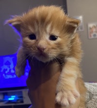 a small orange kitten being held in someone's hand
