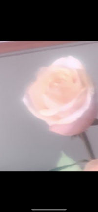 a person is holding a rose in front of a glass