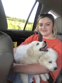 two white puppies in the back seat of a car