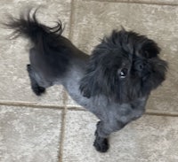a small black dog standing on a tile floor