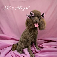 a brown poodle is sitting on a pink blanket