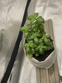 a small pot with a basil plant in it