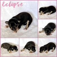 eclipse chihuahua puppy