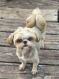 a small dog standing on a wooden deck