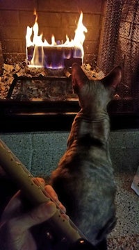 a cat sitting in front of a fireplace with a person holding a flute