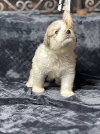 a small white puppy is standing on top of a blanket