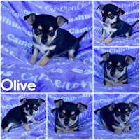 olive is an adoptable chihuahua puppy in houston, texas