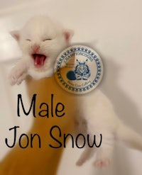 a white kitten with the words male jon snow
